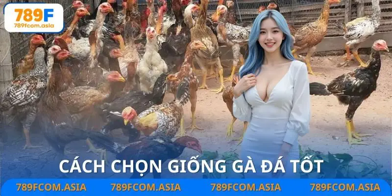 Chọn giống gà đá chất lượng