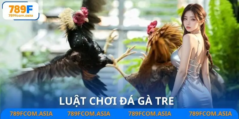 Luật chơi đá gà tre cần nắm vững